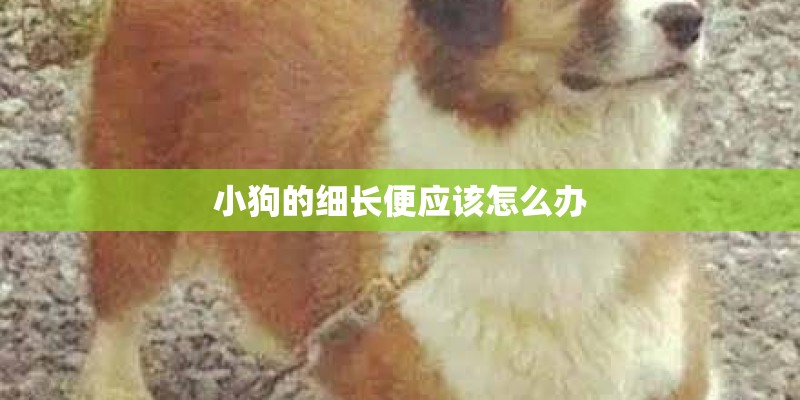 小狗的细长便应该怎么办
