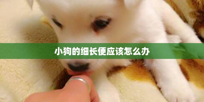 小狗的细长便应该怎么办
