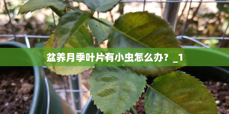 盆养月季叶片有小虫怎么办？_1