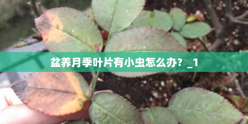 盆养月季叶片有小虫怎么办？_1