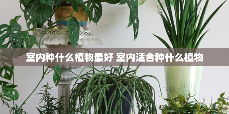 室内种什么植物最好 室内适合种什么植物