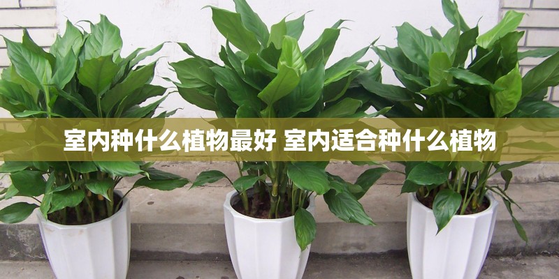 室内种什么植物最好 室内适合种什么植物 室内种什么植物最好 室内适合种什么植物