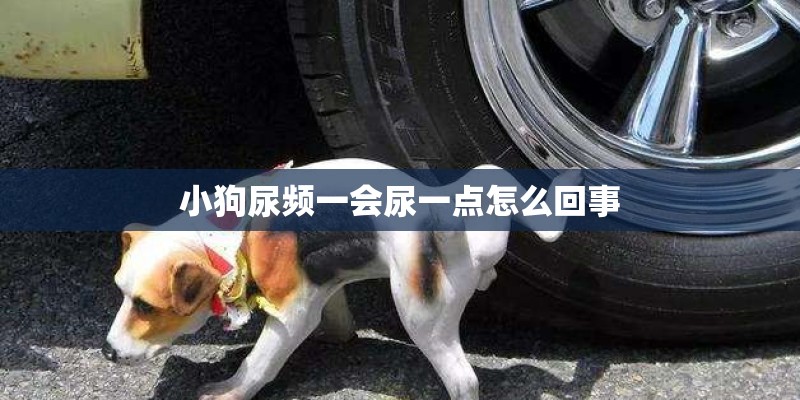 小狗尿频一会尿一点怎么回事