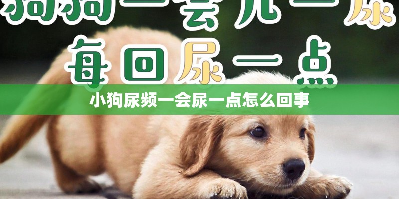 小狗尿频一会尿一点怎么回事