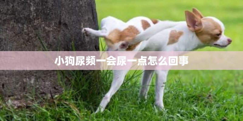小狗尿频一会尿一点怎么回事
