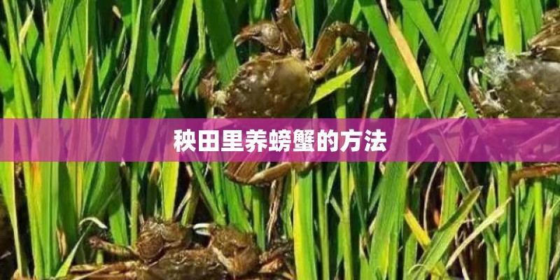 秧田里养螃蟹的方法