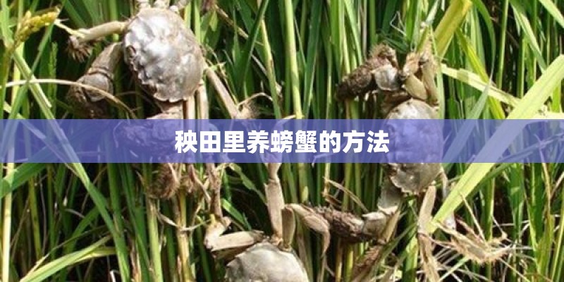 秧田里养螃蟹的方法