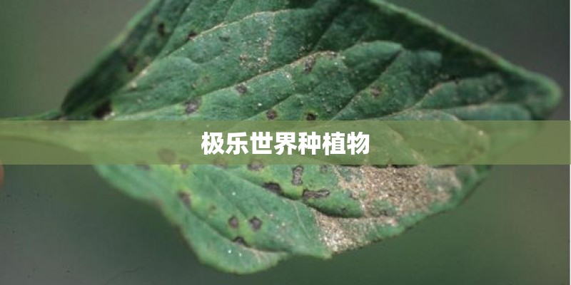 极乐世界种植物