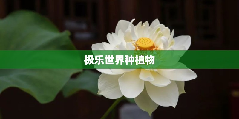 极乐世界种植物