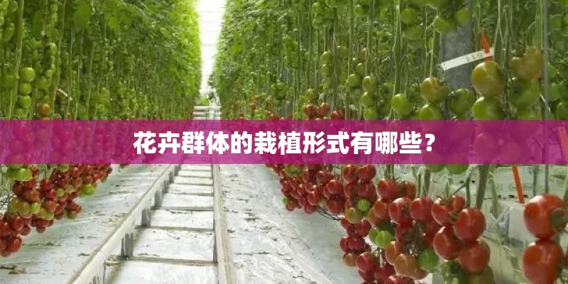 花卉群体的栽植形式有哪些？