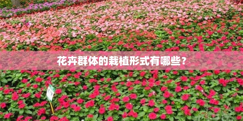 花卉群体的栽植形式有哪些？