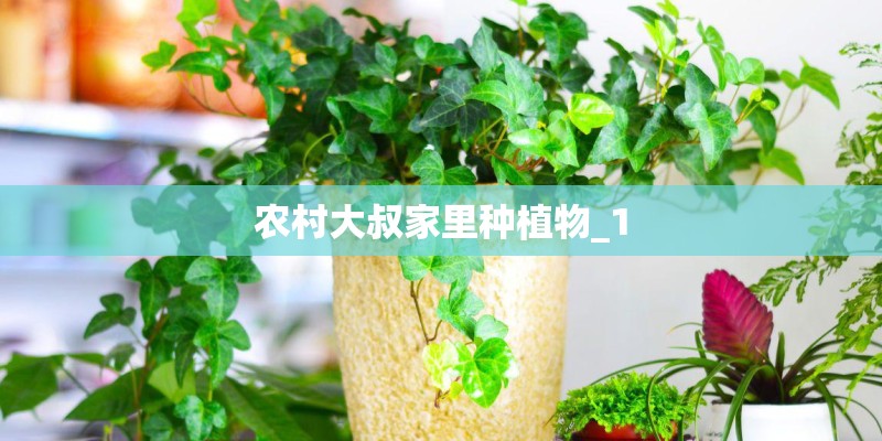 农村大叔家里种植物_1