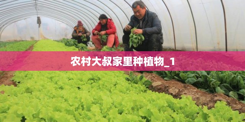 农村大叔家里种植物_1