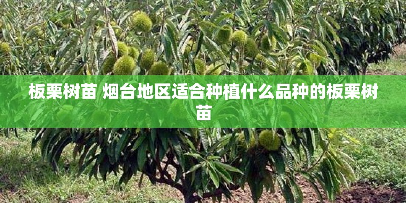 板栗树苗 烟台地区适合种植什么品种的板栗树苗