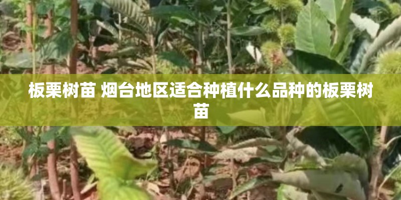 板栗树苗 烟台地区适合种植什么品种的板栗树苗 板栗树苗 烟台地区适合种植什么品种的板栗树苗