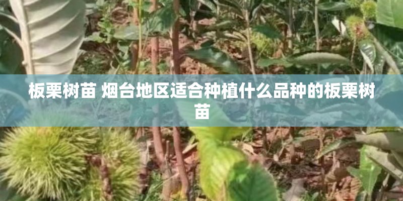 板栗树苗 烟台地区适合种植什么品种的板栗树苗 板栗树苗 烟台地区适合种植什么品种的板栗树苗