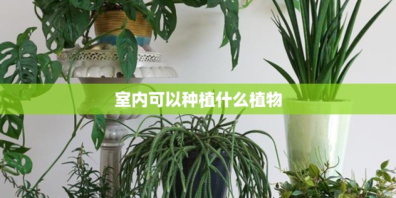 室内可以种植什么植物