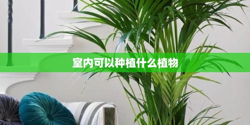 室内可以种植什么植物
