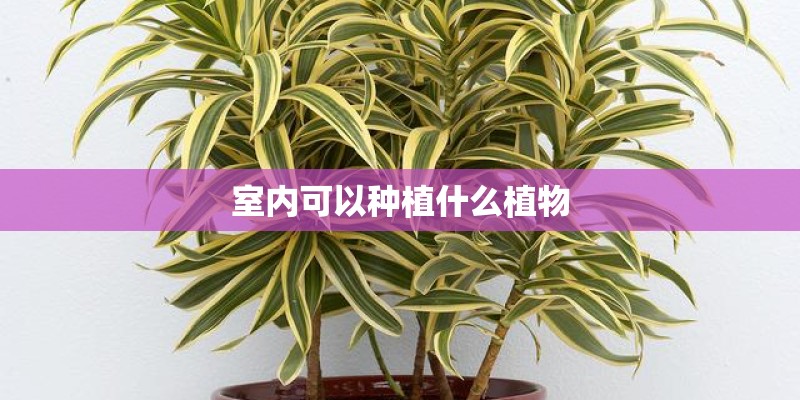 室内可以种植什么植物