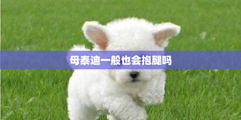母泰迪一般也会抱腿吗