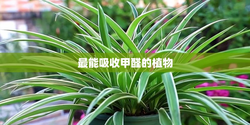最能吸收甲醛的植物