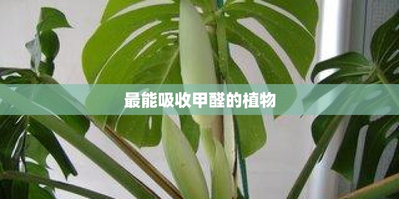最能吸收甲醛的植物