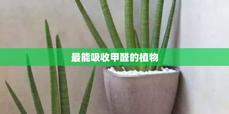 最能吸收甲醛的植物