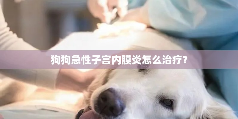 狗狗急性子宫内膜炎怎么治疗？