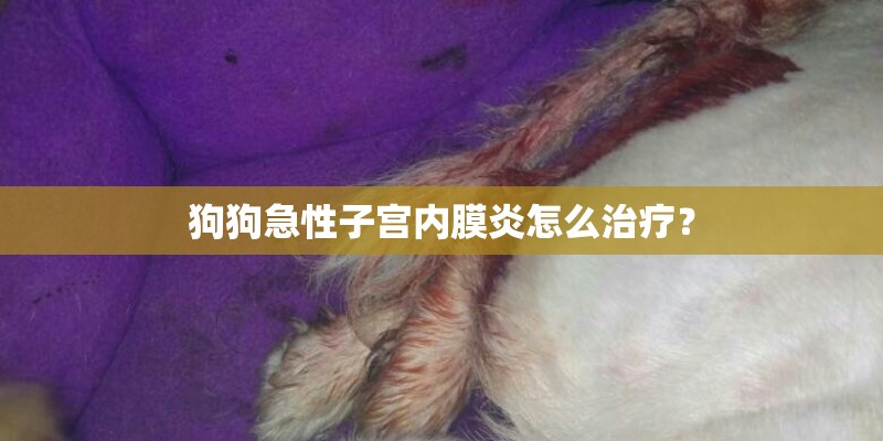 狗狗急性子宫内膜炎怎么治疗? 狗狗急性子宫内膜炎怎么治疗?