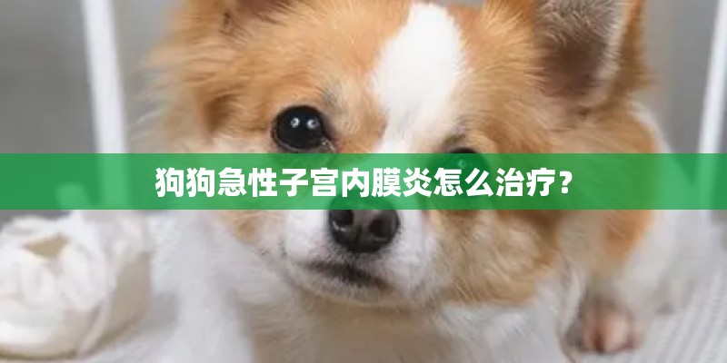 狗狗急性子宫内膜炎怎么治疗? 狗狗急性子宫内膜炎怎么治疗?