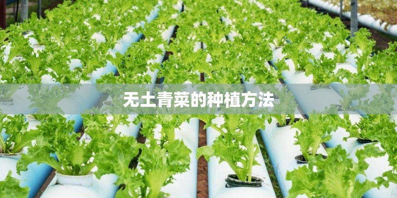 无土青菜的种植方法