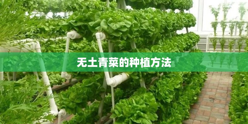 无土青菜的种植方法