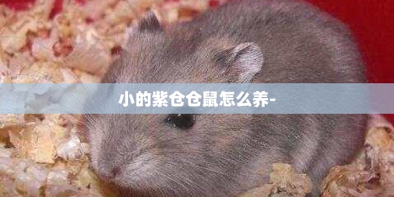 小的紫仓仓鼠怎么养-