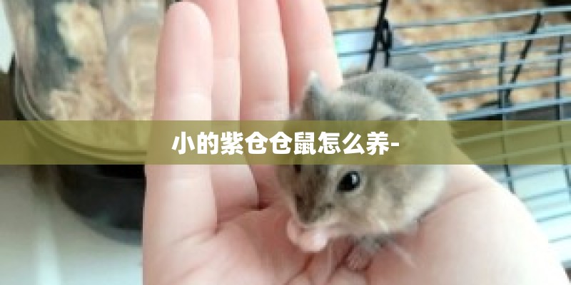 小的紫仓仓鼠怎么养-