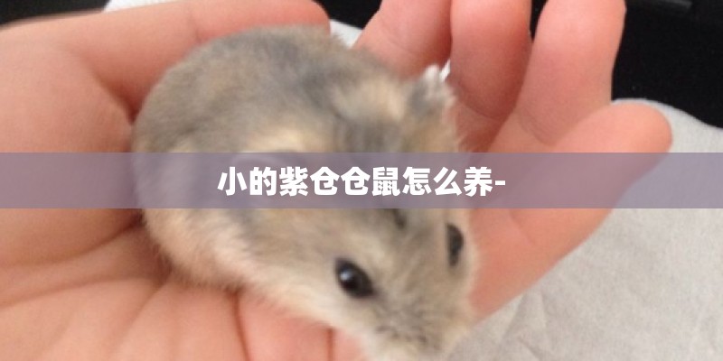 小的紫仓仓鼠怎么养-