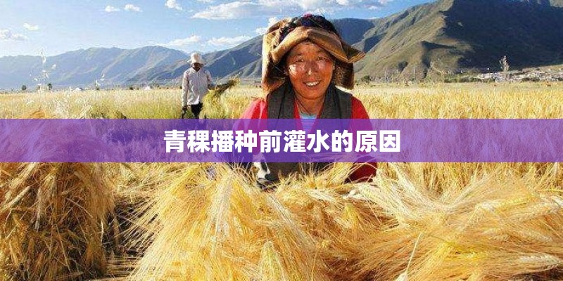 青稞播种前灌水的原因 青稞播种前灌水的原因