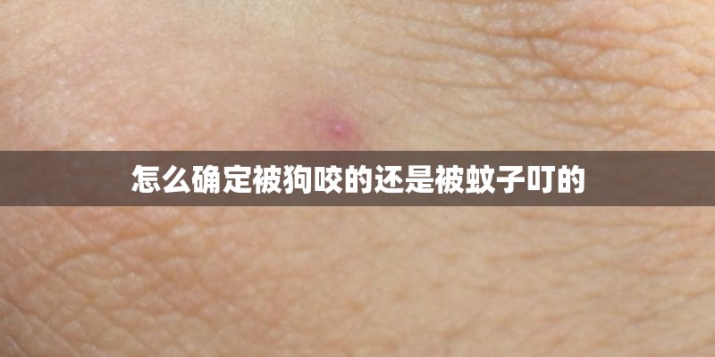 怎么确定被狗咬的还是被蚊子叮的