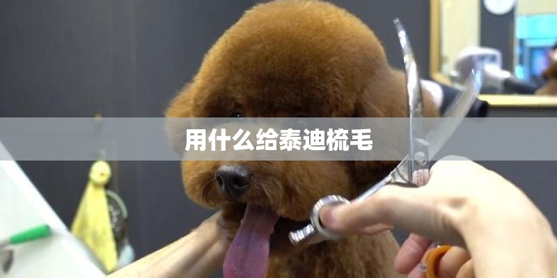 用什么给泰迪梳毛