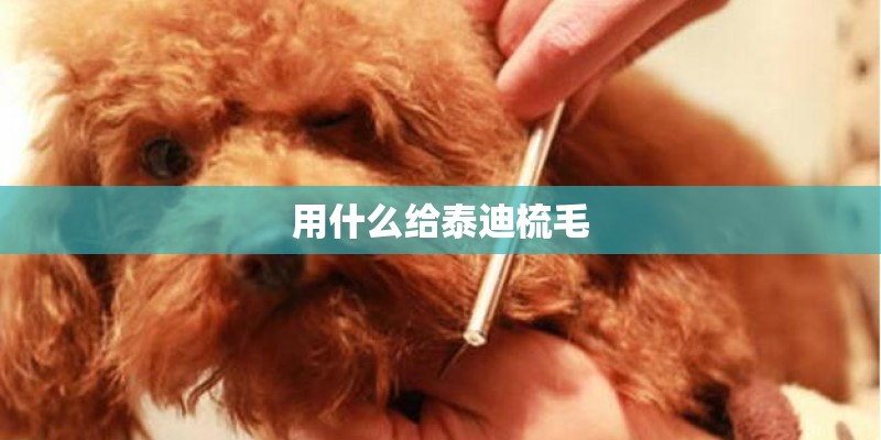 用什么给泰迪梳毛 用什么给泰迪梳毛