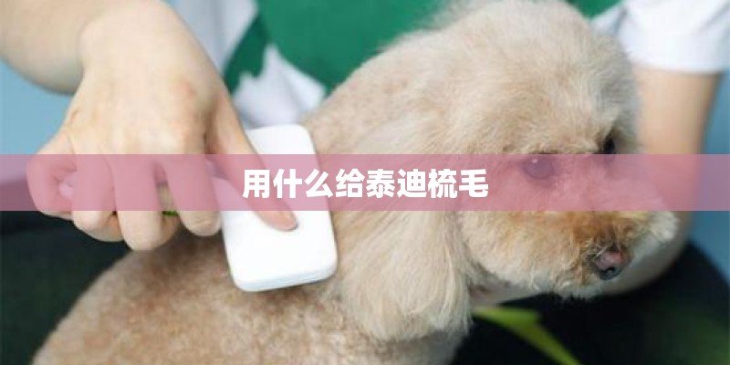 用什么给泰迪梳毛 用什么给泰迪梳毛