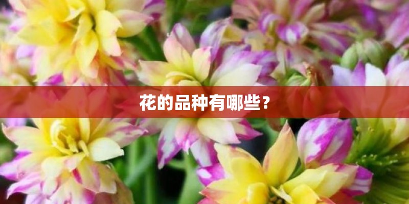 花的品种有哪些？