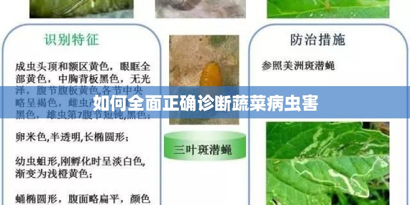 如何全面正确诊断蔬菜病虫害
