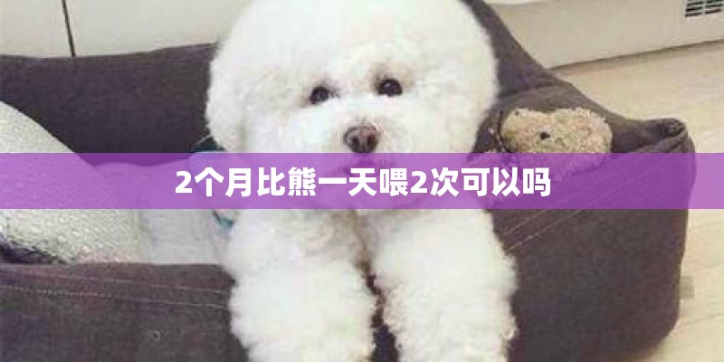 2个月比熊一天喂2次可以吗