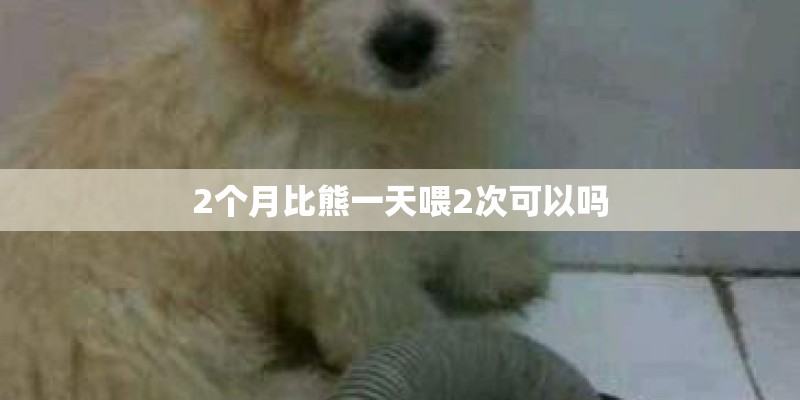 2个月比熊一天喂2次可以吗