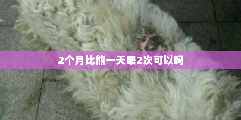 2个月比熊一天喂2次可以吗