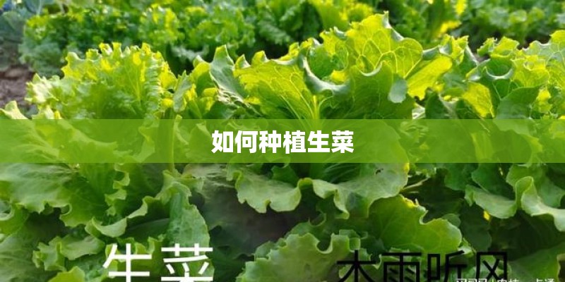 如何种植生菜