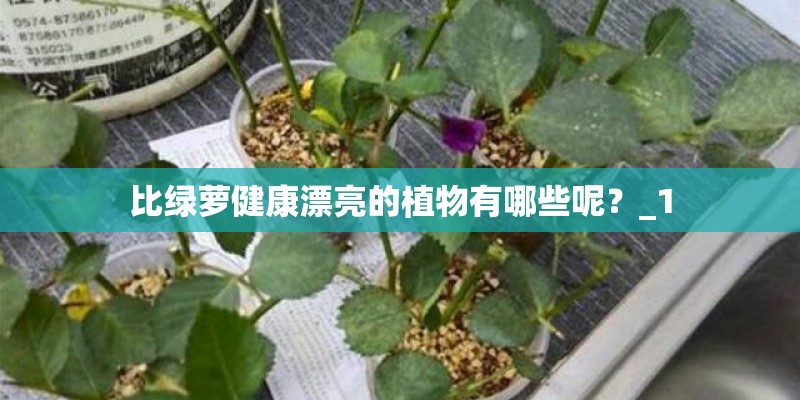 比绿萝健康漂亮的植物有哪些呢？_1