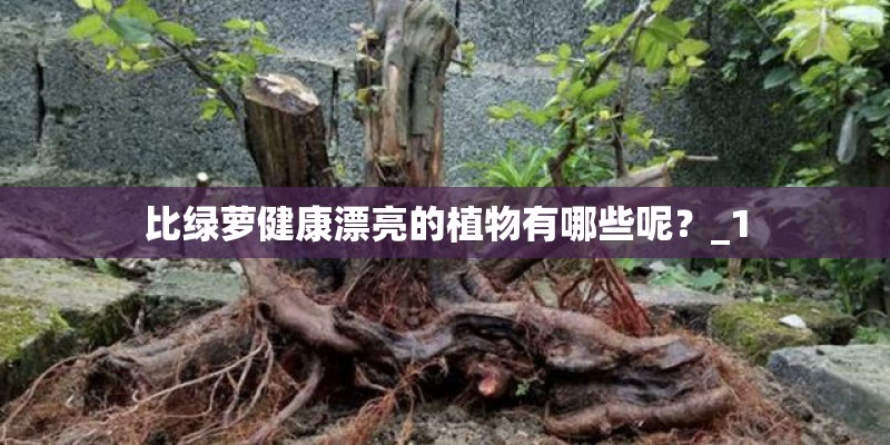 比绿萝健康漂亮的植物有哪些呢？_1