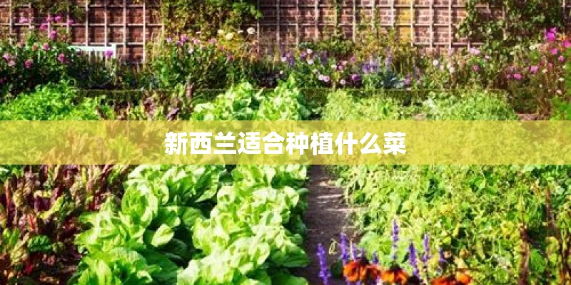 新西兰适合种植什么菜
