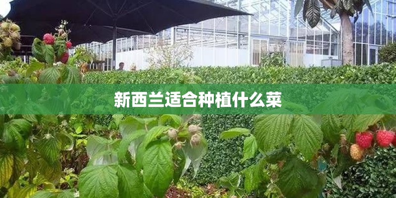 新西兰适合种植什么菜